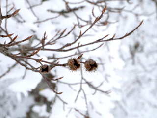 Branches et coques en montagne - Vercors