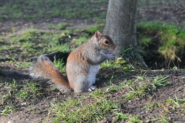 Naklejka na ściany i meble Grey squirrels breed between January and April and if food is plentiful they may have second litter in summer. They are extremely successful and have replaced the native red squirrel in most of the UK