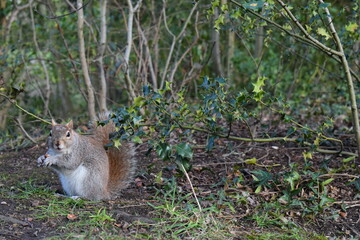 Squirrel with grey fur large bushy tail over its back eating by evergreen holly shrub It likes to nibble on acorns bulbs tree shoots buds fungi nuts and roots occasionally taking birds eggs and chicks