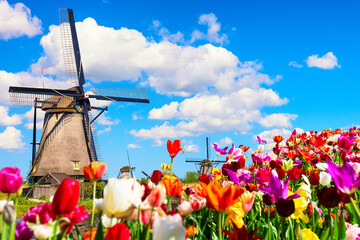 Beautiful colorful spring landscape in Netherlands, Europe. Famous windmills in Kinderdijk village...