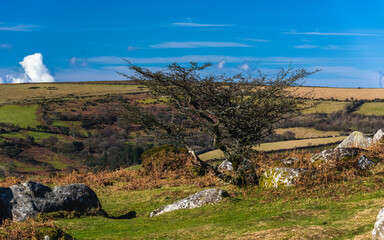Fields and meadows in Haytor Rocks, Dartmoor Park, Widecombe in the Moor, Devon, England, Europe