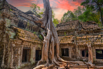 Ta Prohm Temple, near to Siem Reap, Cambodia. One of the most monumental temples on the territory of the Hindu complex Angkor in Cambodia. Located in thick jungle in a dilapidated condition. Roots