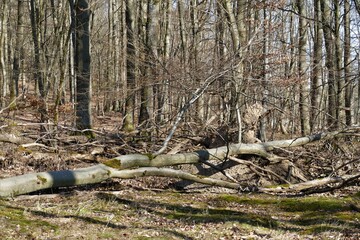 Umgestürzte Bäume im kahlen Wald
