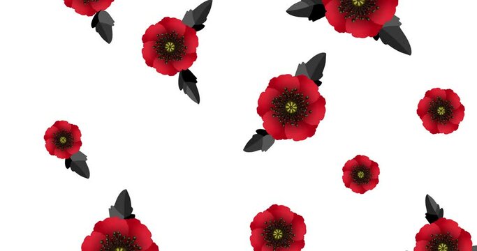 Motion graphic for Anzac Day on 25 April. Remembrance day lest we forget. Animation red poppy flowers international symbol of peace on white screen. Stock video 4k with alpha channel