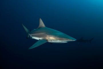 Black tip shark during dive. Sharks in South Africa. Marine life in Indian ocean. 
