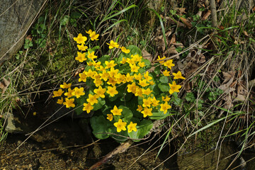 Marsh marigolds in spring in the forest
