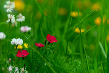 Fototapeta premium Bunte Wiesenblumen