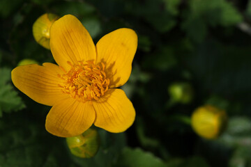 Marsh marigolds in spring in the forest
