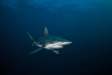 Naklejka premium Black tip shark during dive. Sharks in South Africa. Marine life in Indian ocean. 