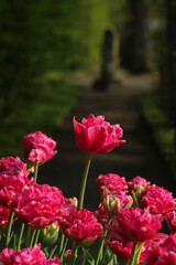 Close up of tulip in the garden