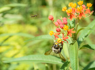 Bee lands on a flower in search of a food source