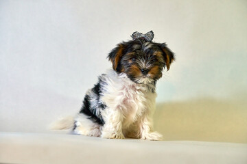 Beaver York puppy girl with a bow. The dog with the decor and toys balls. High quality photo