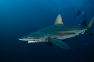 Black tip shark during dive. Sharks in South Africa. Marine life in Indian ocean. 