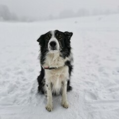 dog in snow
