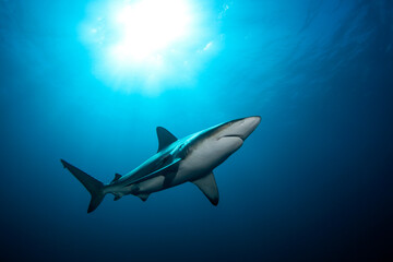 Naklejka na ściany i meble Black tip shark during dive. Sharks in South Africa. Marine life in Indian ocean. 