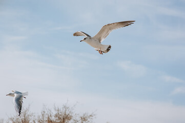 Several beautiful white and gray sea gulls fly against the blue sky, soaring above the clouds on a sunny spring day. Photography of birds.