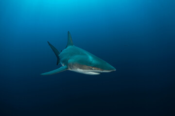 Fototapeta premium Black tip shark during dive. Sharks in South Africa. Marine life in Indian ocean. 