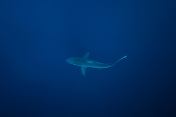 Black tip shark during dive. Sharks in South Africa. Marine life in Indian ocean. 