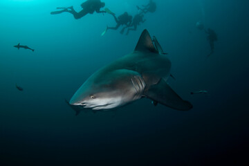 Bull shark during dive. Sharks in South Africa. Marine life in Indian ocean. 