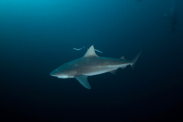 Bull shark during dive. Sharks in South Africa. Marine life in Indian ocean. 