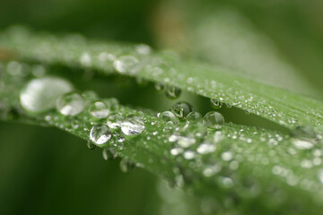 Water drops on a grass after rain