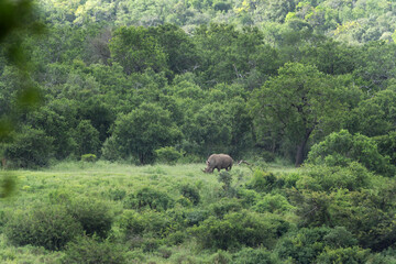 White rhinoceros grazing. Endangered african species. Adult rhino in the Hluhluwe Imfolozi Park   © prochym