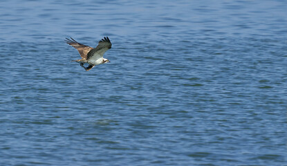 Osprey flying with a fish in its claws over the sea