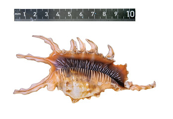 Shell of the Sea Clam Lambis Scorpius (Latin Name), Close-Up. Cut On White Background. The Comparative Ruler Is 10 Cm Long