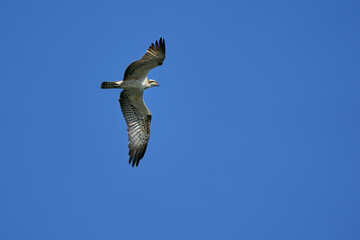 Osprey flying with outstretched wings