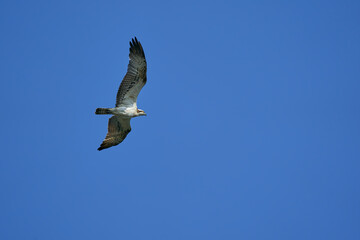 Osprey flying with outstretched wings
