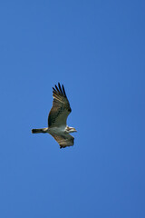 Osprey flying with outstretched wings