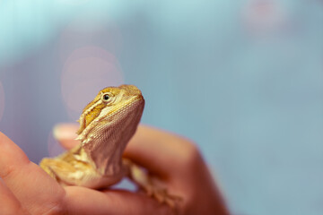 Bartagame Echse