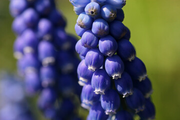 Close up of a blue hyacinth in the garden