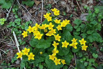 Marsh marigolds in spring in the forest