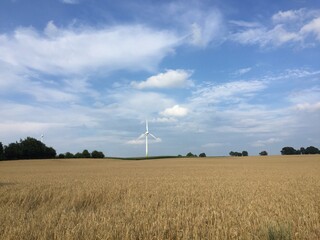 wind turbine with ripe corn field