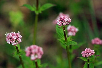 Wild spring flowers in the mountains