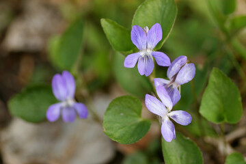 Wild violets in the forest in spring