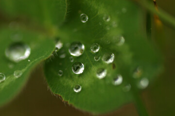 Water drops on a grass after rain