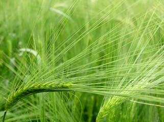 Green wheat after rain, macro photography