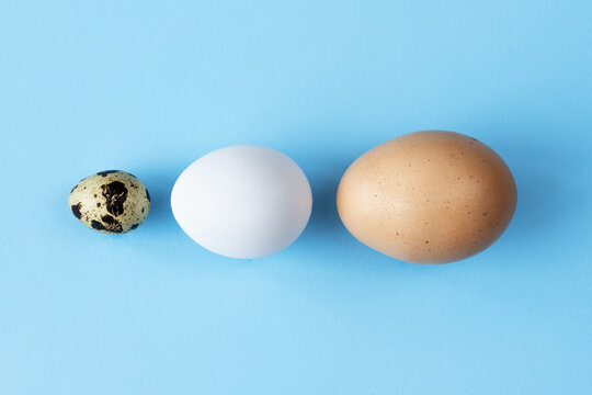 Three type of different birds eggs isolated on blue paper background. Various size and kind choice concept. Quail, egg and turkey eggs nutrients comparison. Segregation and equlty