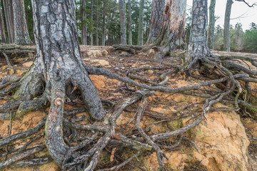 Tree roots exposed from erosion