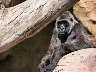 Gorila en el zoo