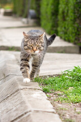 Obraz premium Old, tabby feral cat walking on the sidewalk
