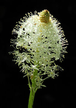 close up of beautiful white beargrass wildflower  blossom in summer in the forest of glacier national park, montana