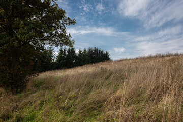 A grassy slope at the edge of a forest under a blue sky