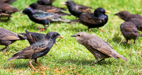 A adult starling feeds a young starling in a typical English garden in UK. Close up photo