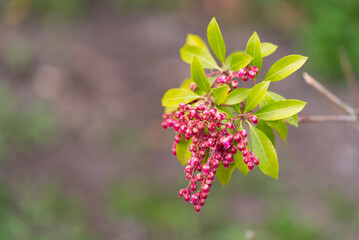 Closeup shot of a Pieris Japonica plant, found in Merano, South Tyrol, Italy