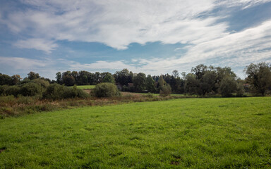 Fototapeta na wymiar Green meadow and trees on the horizon under the blue sky
