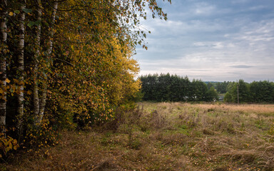 Autumn meadow and yellow leaves on the trees