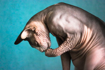 Naklejka premium Canadian Sphynx cat sitting and washing his face with a paw against a blue wall. A bald muscular cat with wrinkled skin close-up. Hypoallergenic unusual beautiful pets at home. Place for your text.